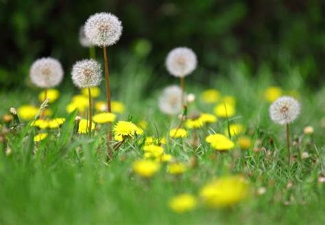 蒲公英功效|蒲公英（菊科蒲公英属植物）